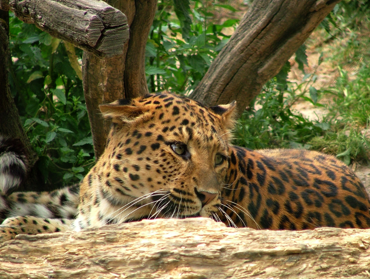 Jaguar im Eifelzoo