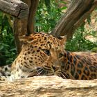 Jaguar im Eifelzoo