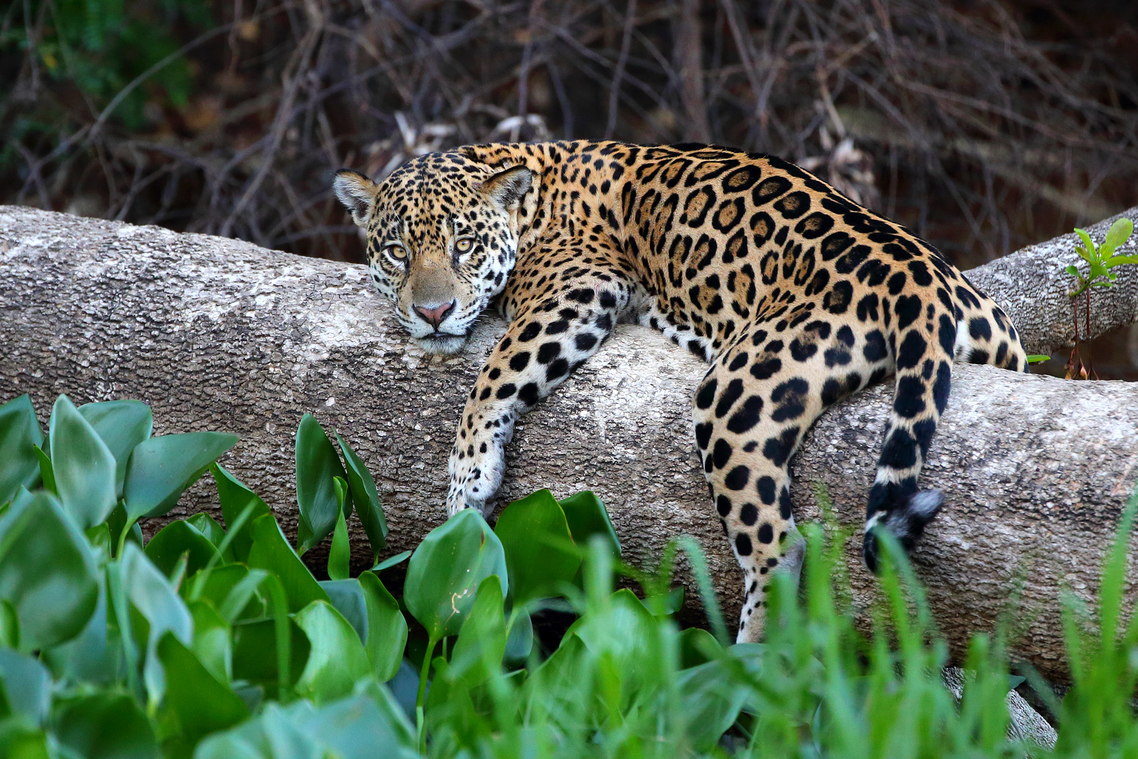 Jaguar im Entspannungs-Modus