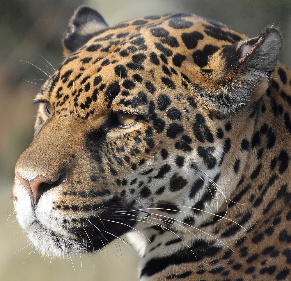 Jaguar im Krefelder Zoo