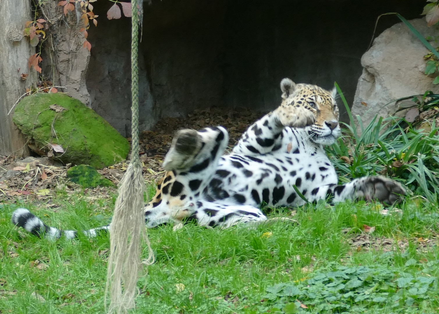 Jaguar im Krefelder Zoo 