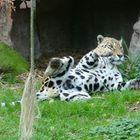 Jaguar im Krefelder Zoo 