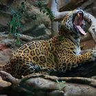 Jaguar im Loro Park