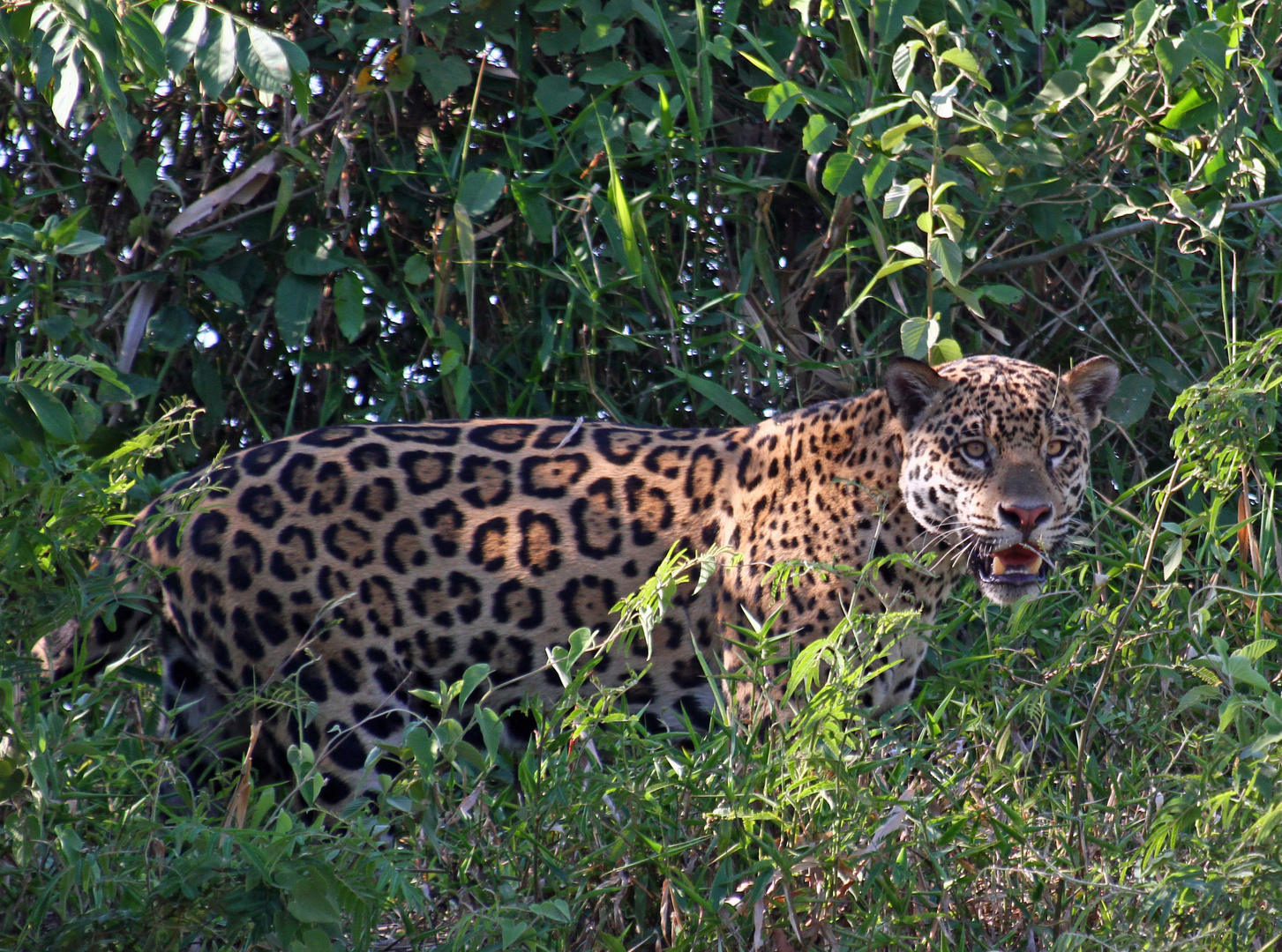 Jaguar im Pantanal