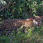 Jaguar im Pantanal