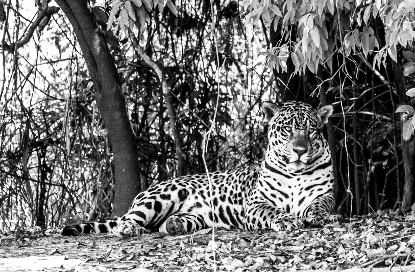 Jaguar im Pantanal