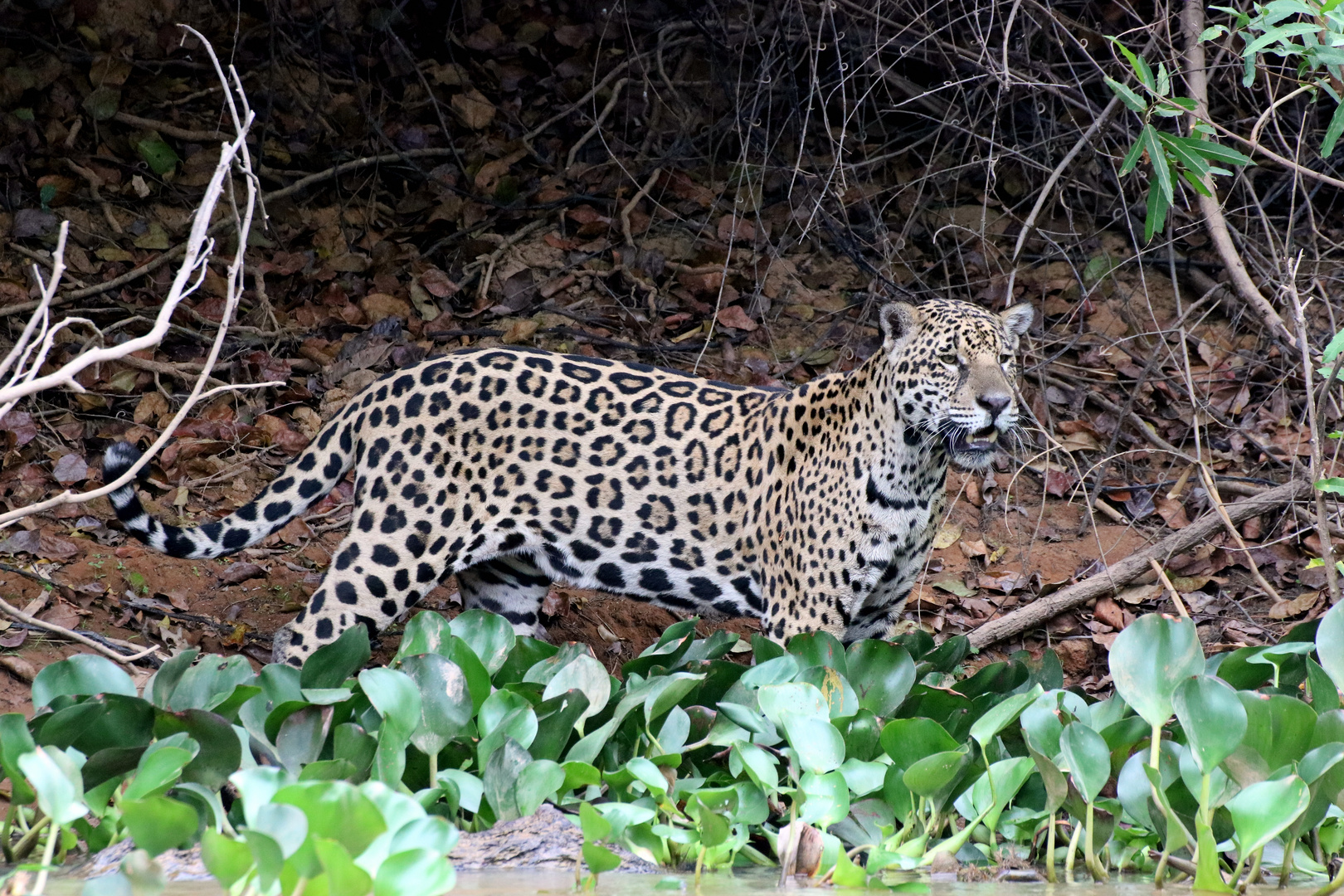 Jaguar im Pantanal