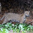 Jaguar im Pantanal