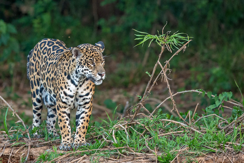 Jaguar im Pantanal (Panthera Onca)