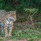 Jaguar im Pantanal (Panthera Onca)