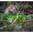 Jaguar im Pantanalgebiet in Brasilien