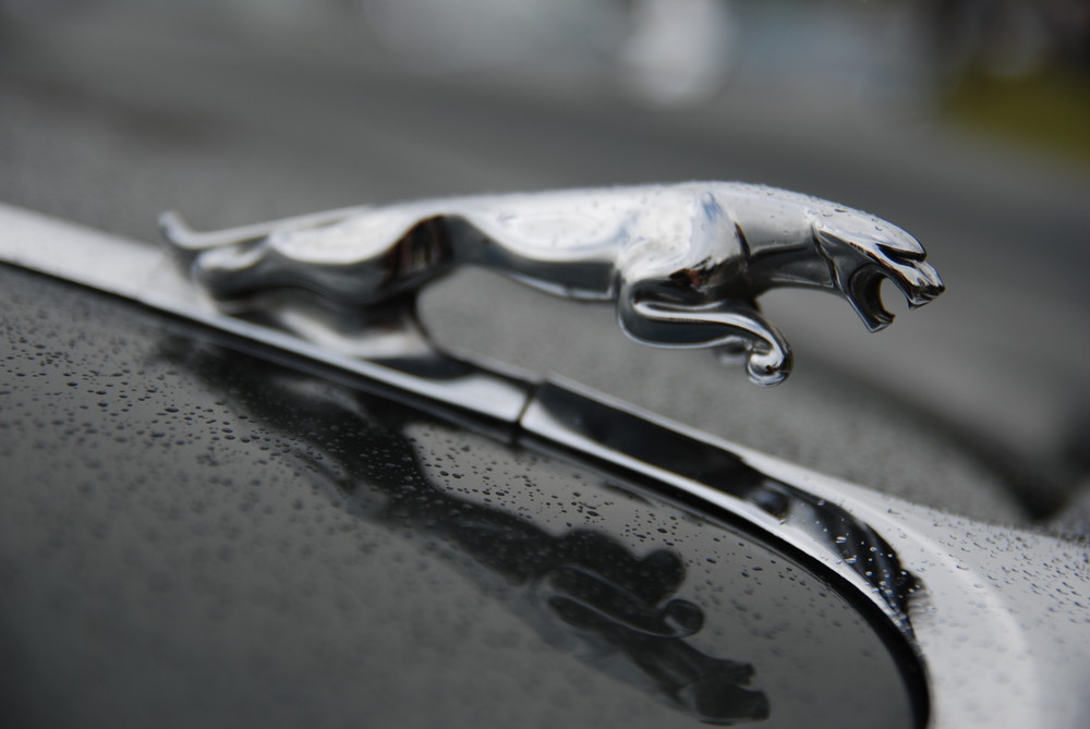 Jaguar im Regen