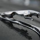 Jaguar im Regen