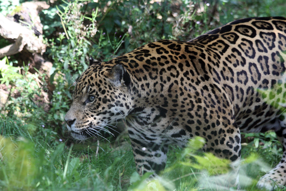 Jaguar im Wildgehege