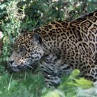 Jaguar im Wildgehege