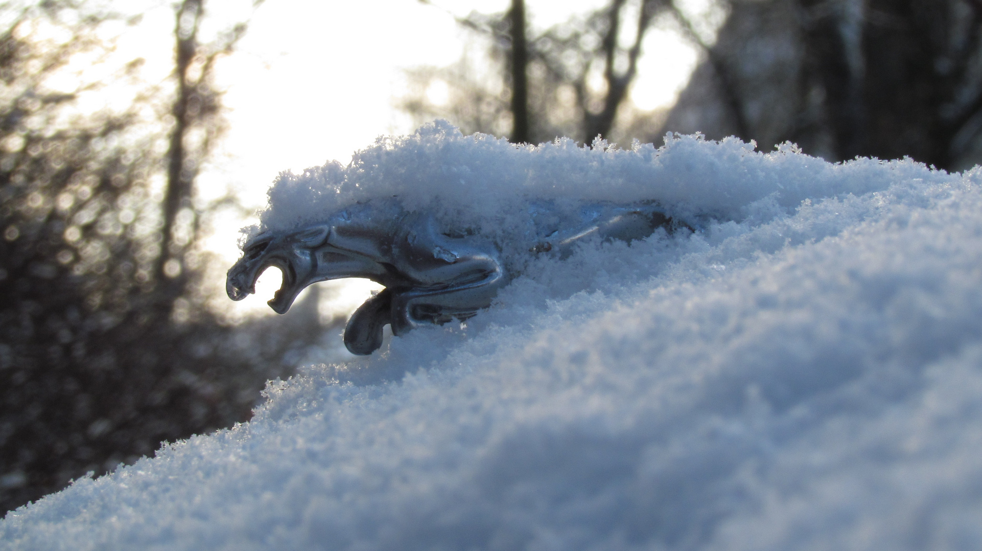 Jaguar im Winterpelz