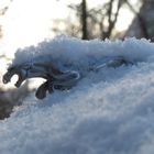 Jaguar im Winterpelz