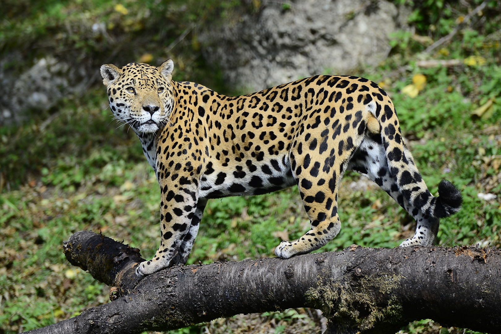 Jaguar im Zoo Salzburg