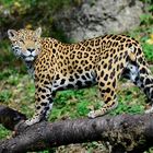 Jaguar im Zoo Salzburg