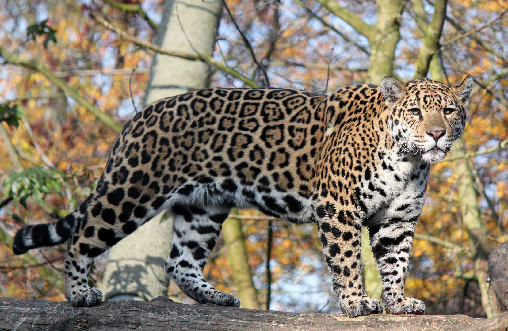 Jaguar - immer aufmerksam und auf dem Sprung -