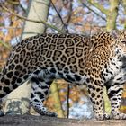 Jaguar - immer aufmerksam und auf dem Sprung -