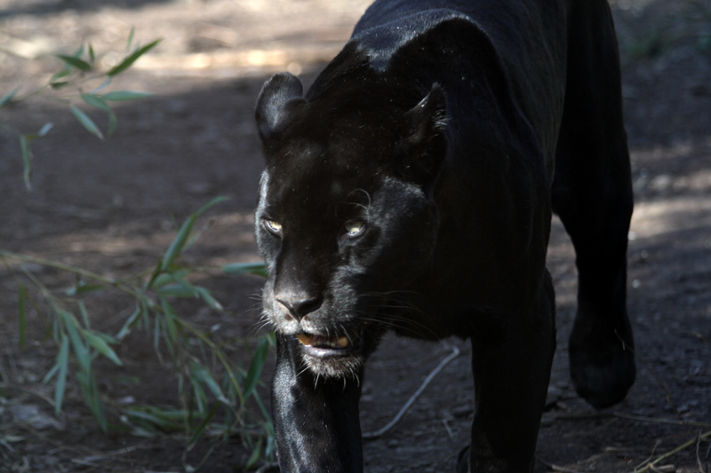 Jaguar in Black