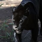 Jaguar in Black