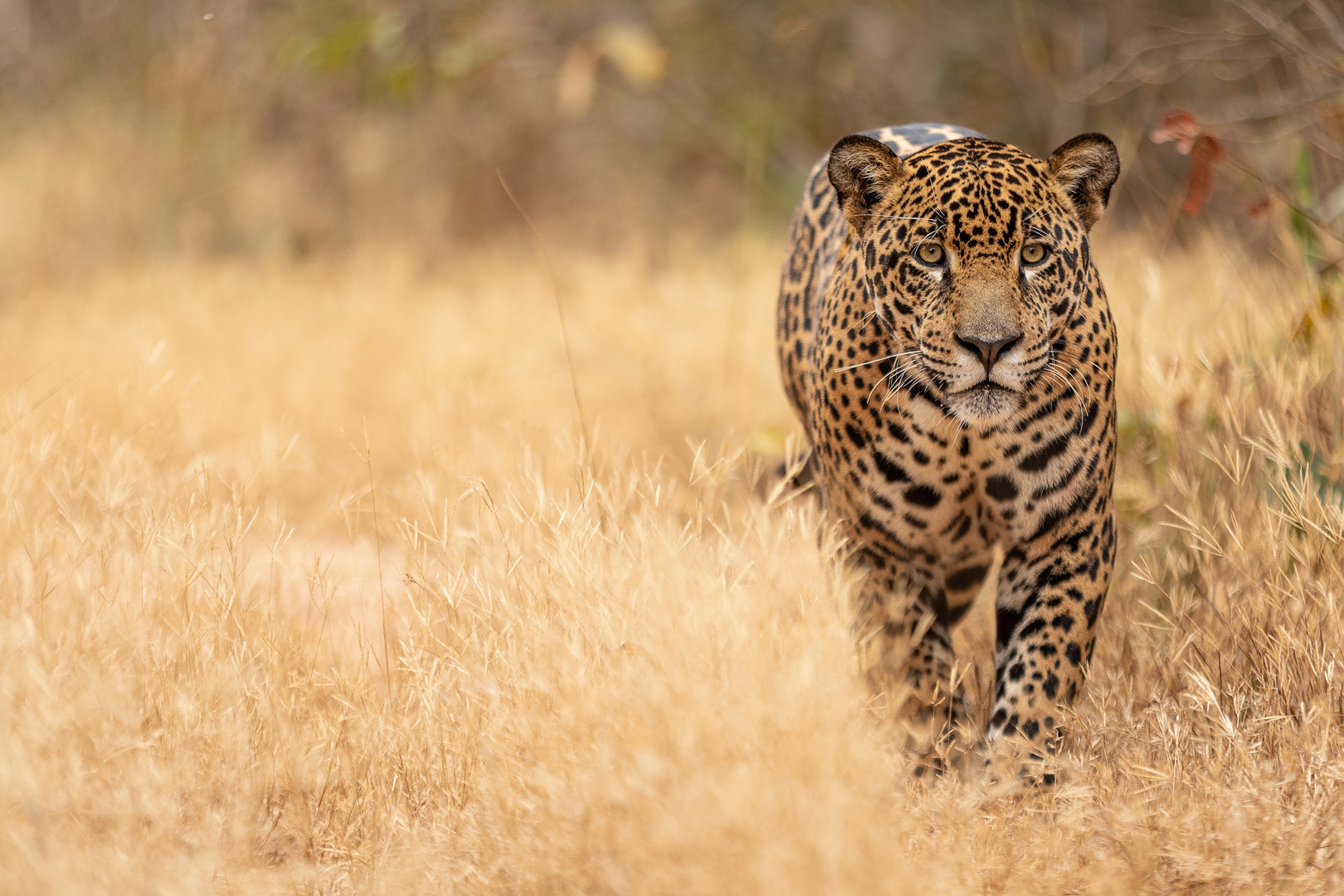 Jaguar in Brasilien_