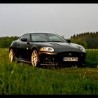 Jaguar in freier Wildbahn