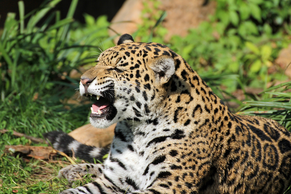 Jaguar in Krefeld 3