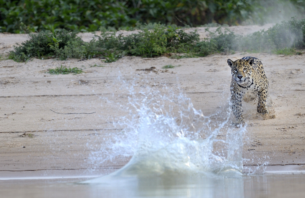 Jaguar jagd Capivara 3