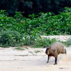 Jaguar jagd Capivara