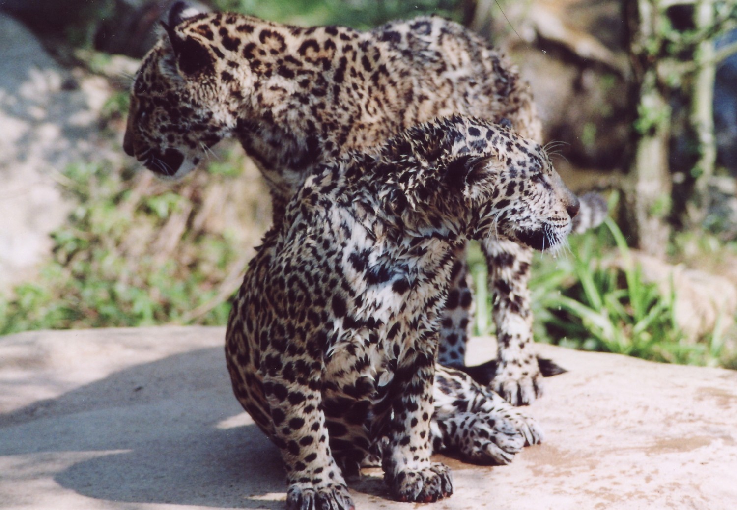 Jaguar-Jungtiere