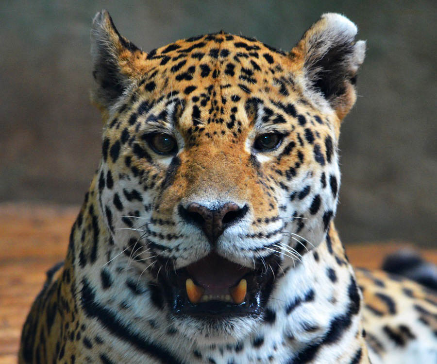 Jaguar Lächeln ?!?