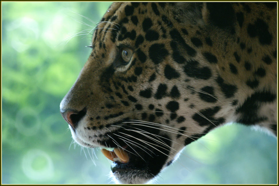 Jaguar - leider hinter Gittern - Glas und nicht Wildlife