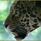 Jaguar - leider hinter Gittern - Glas und nicht Wildlife