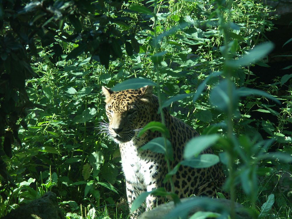 Jaguar - mal ohne Reifen!