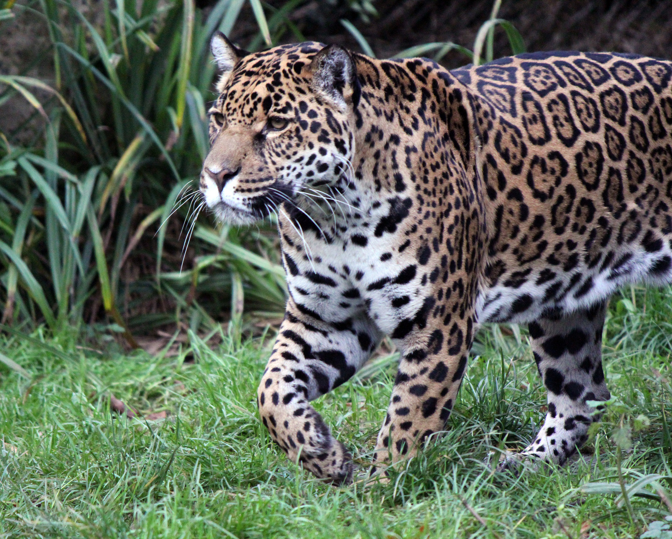 Jaguar - Meister im Anschleichen -