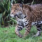 Jaguar - Meister im Anschleichen -