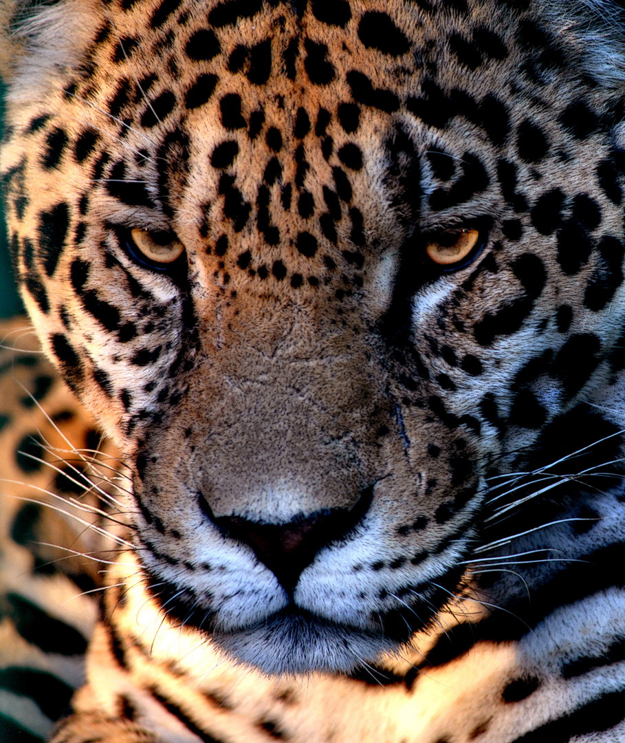 Jaguar Mexicano