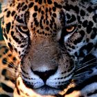 Jaguar Mexicano