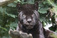 Jaguar-Mietze black 1
