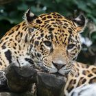 Jaguar-Mietze
