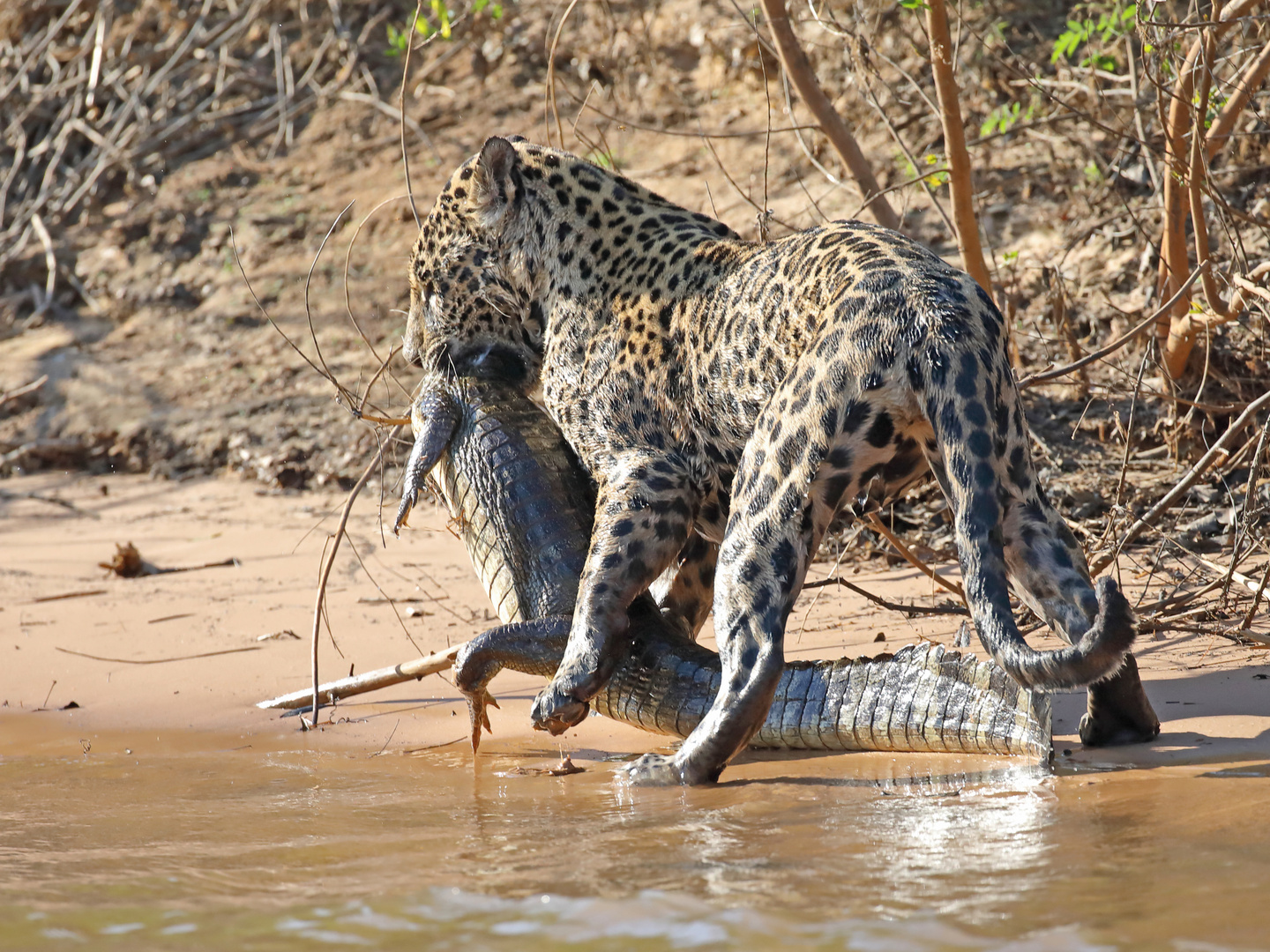 Jaguar mit Kaiman