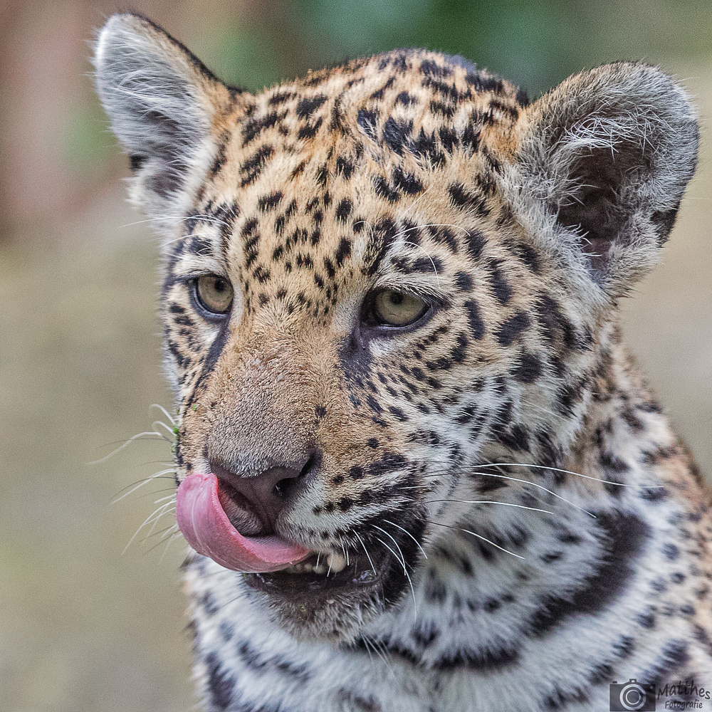 Jaguar-Nachwuchs