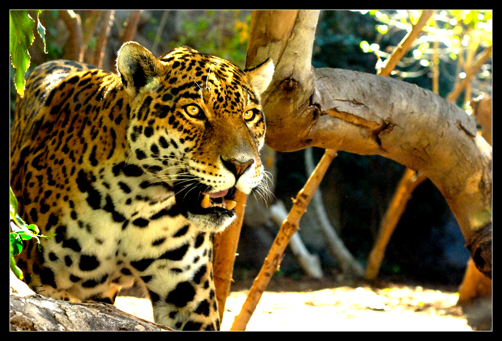 Jaguar N(atural)-Type