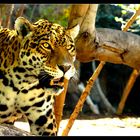 Jaguar N(atural)-Type