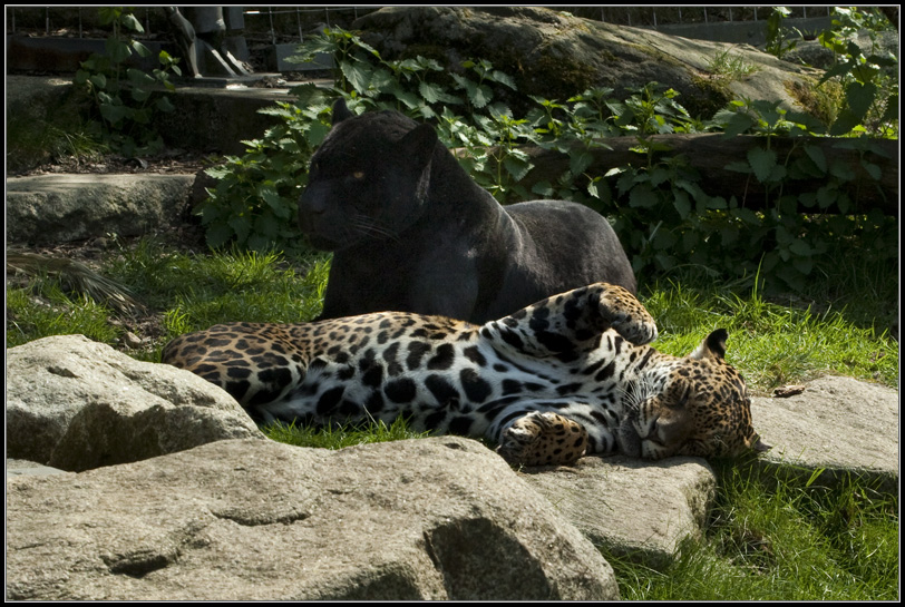 Jaguar & Panther