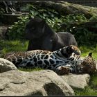 Jaguar & Panther