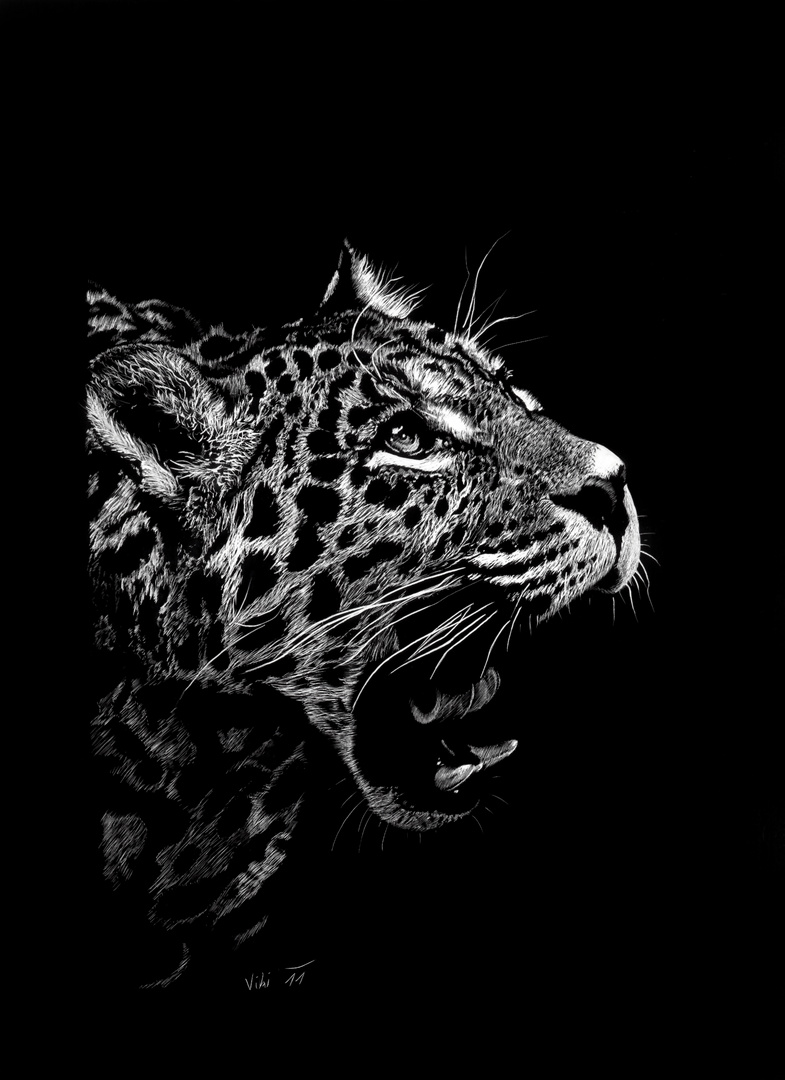 Jaguar - Panthera onca